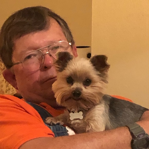 Our Yorkie boys Bentley and Arnold - Picture 2 of 8